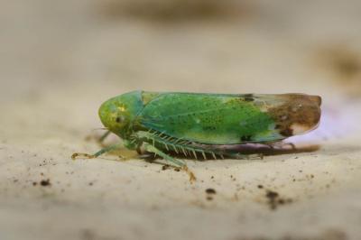  Opsius stactogalus Fieber, 1866