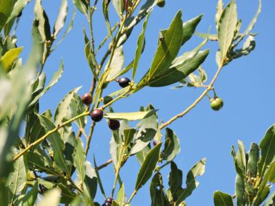 Laurier-sauce Laurus nobilis L., 1753