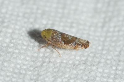  Hishimonus phycitis (Distant, 1908)