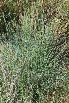 Fétuque d'Auvergne Festuca arvernensis subsp. arvernensis Auquier, Kerguélen & Markgr.-Dann., 1978