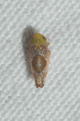  Hishimonus phycitis (Distant, 1908)