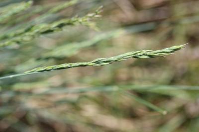 Fétuque d'Auvergne Festuca arvernensis subsp. arvernensis Auquier, Kerguélen & Markgr.-Dann., 1978
