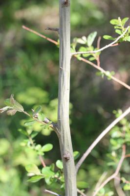 Saule cendré Salix cinerea L., 1753