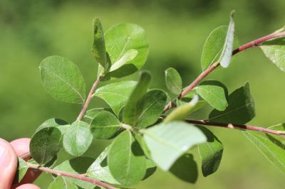 Saule cendré Salix cinerea L., 1753