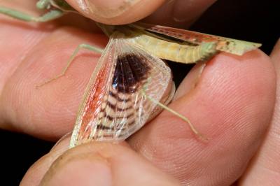 Mante ocelée Iris oratoria (Linnaeus, 1758)