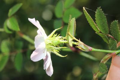 Rosier à petites fleurs, Églantier à petites fleur Rosa micrantha Borrer ex Sm., 1812