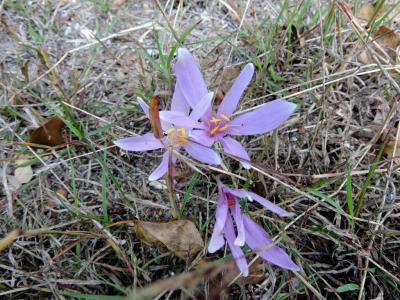 Colchique d'automne, Safran des prés Colchicum autumnale L., 1753