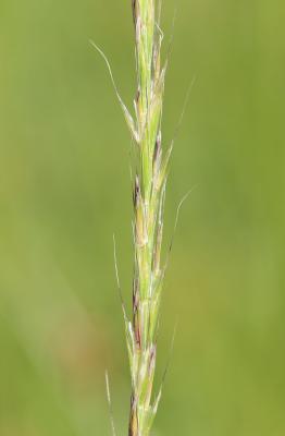 Gaudinie fragile Gaudinia fragilis (L.) P.Beauv., 1812