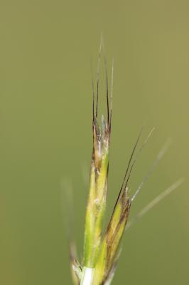 Gaudinie fragile Gaudinia fragilis (L.) P.Beauv., 1812