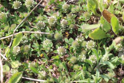 Trèfle fausse-bardane Trifolium lappaceum L., 1753