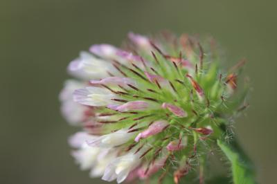 Trèfle fausse-bardane Trifolium lappaceum L., 1753