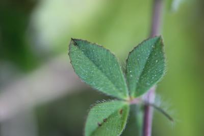 Trèfle fausse-bardane Trifolium lappaceum L., 1753