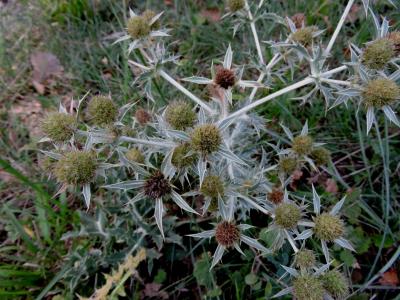 Chardon Roland, Panicaut champêtre Eryngium campestre L., 1753