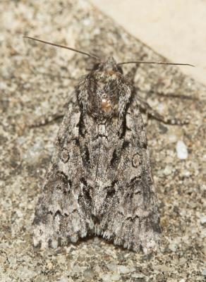 Chevelure dorée (La) Acronicta auricoma (Denis & Schiffermüller, 1775)