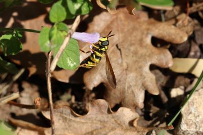  Chrysotoxum intermedium (Meigen, 1822)