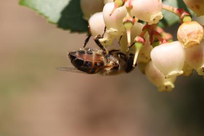 Eristale gluante, Mouche pourceau Eristalis tenax (Linnaeus, 1758)