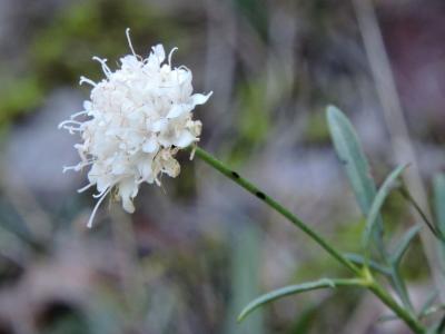 Céphalaire blanche, Céphalaire à fleurs blanches Cephalaria leucantha (L.) Schrad. ex Roem. & Schult., 1818