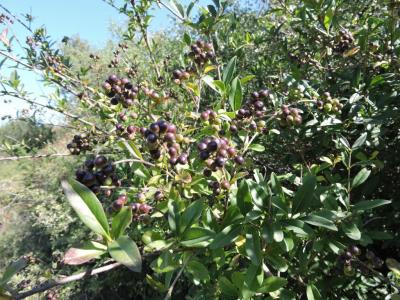 Troëne, Raisin de chien Ligustrum vulgare L., 1753