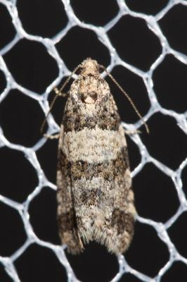  Isotrias rectifasciana (Haworth, 1811)