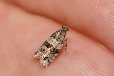  Isotrias rectifasciana (Haworth, 1811)