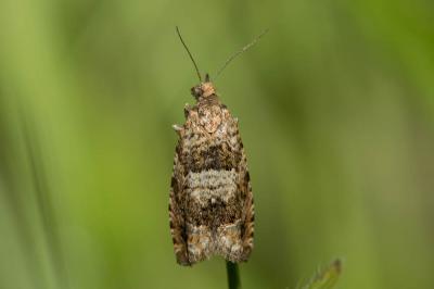  Epiblema hepaticana (Treitschke, 1835)
