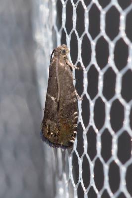  Cydia illutana (Herrich-Schäffer, 1851)