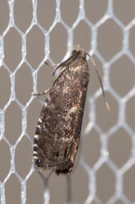  Cydia illutana (Herrich-Schäffer, 1851)