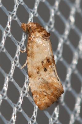 Cochylis molliculana Zeller, 1847