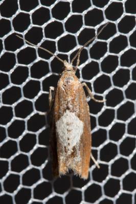  Epinotia solandriana (Linnaeus, 1758)