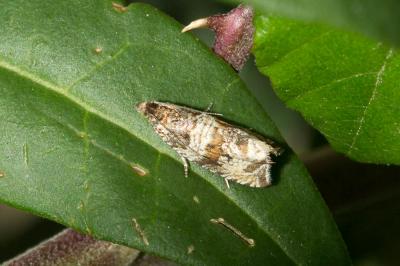  Celypha cespitana (Hübner, 1817)