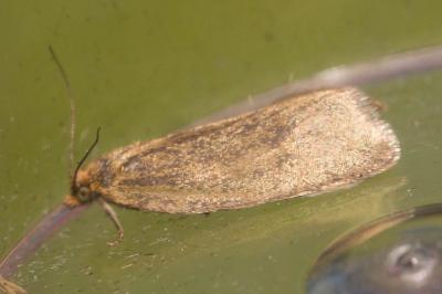  Aphelia 