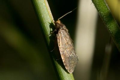  Aphelia viburnana (Denis & Schiffermüller, 1775)