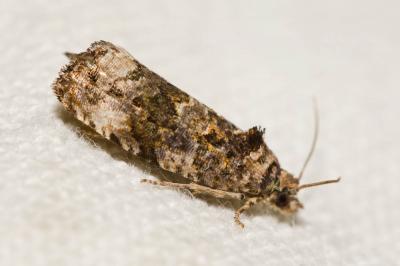  Endothenia oblongana (Haworth, 1811)