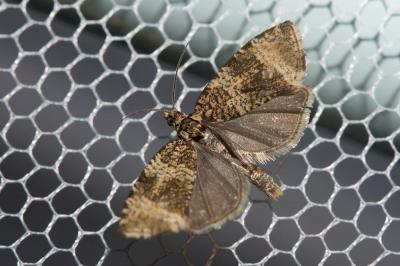  Celypha lacunana (Denis & Schiffermüller, 1775)