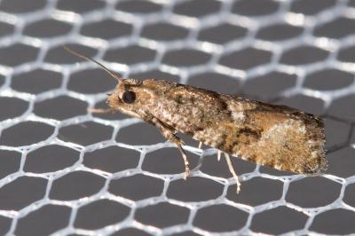  Zeiraphera ratzeburgiana (Saxesen, 1840)
