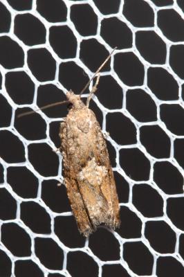  Zeiraphera ratzeburgiana (Saxesen, 1840)
