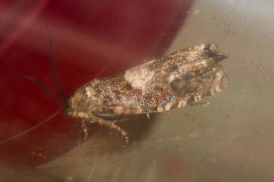 Epiblema sticticana (Fabricius, 1794)