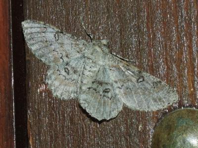 Boarmie lunulée (La) Ascotis selenaria (Denis & Schiffermüller, 1775)