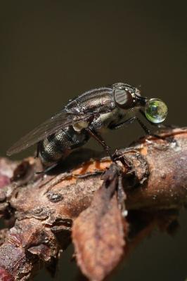  Stomorhina lunata (Fabricius, 1805)