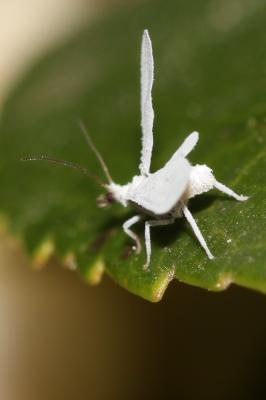  Coniopterygidae 