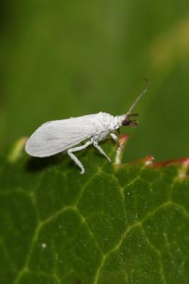  Coniopterygidae 