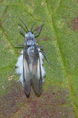  Thecabius affinis (Kaltenbach, 1843)