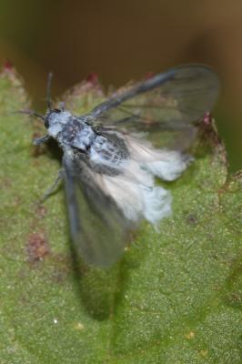  Thecabius affinis (Kaltenbach, 1843)