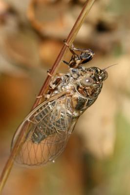 Cigalette argentée (la) Tettigettalna argentata (Olivier, 1790)