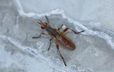  Dichetophora obliterata (Fabricius, 1805)