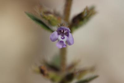 Calament acinos, Thym basilic, Clinopode des champ Clinopodium acinos (L.) Kuntze, 1891