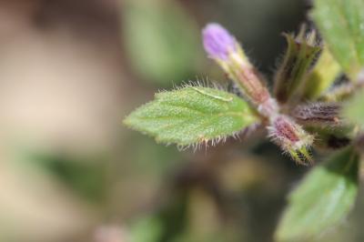 Calament acinos, Thym basilic, Clinopode des champ Clinopodium acinos (L.) Kuntze, 1891