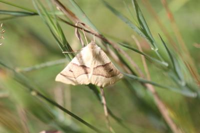 Phalène de la Mancienne (La), Crocalle commune (La Crocallis elinguaria (Linnaeus, 1758)