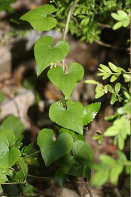 Sceau de Notre Dame Dioscorea communis (L.) Caddick & Wilkin, 2002