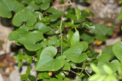 Sceau de Notre Dame Dioscorea communis (L.) Caddick & Wilkin, 2002